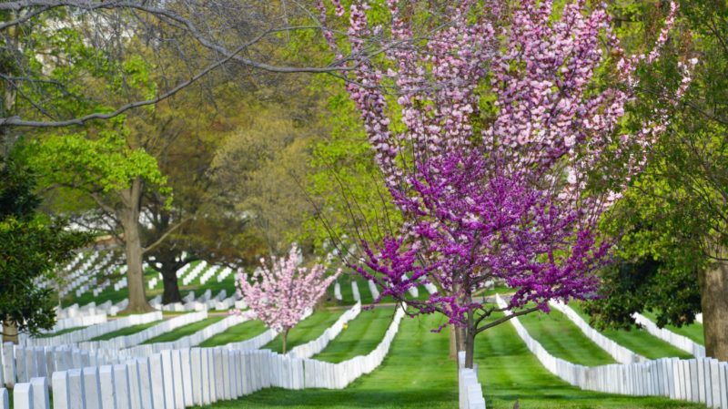 Arlington National Cemetary in Spring