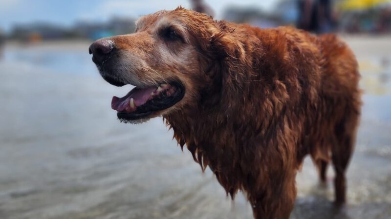 Jake, a golden retriever, at the beach
