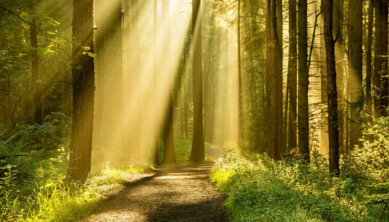Sunlight streaming through trees in a forest