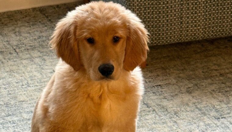 Golden retriever puppy