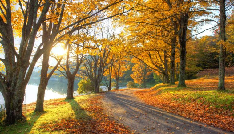 Nature path through trees in autumn