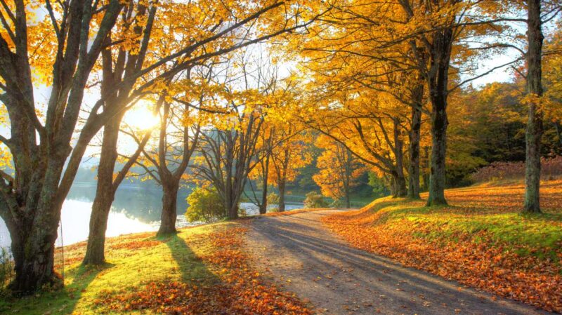 Nature path through trees in autumn