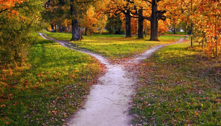 A forked path through the forest