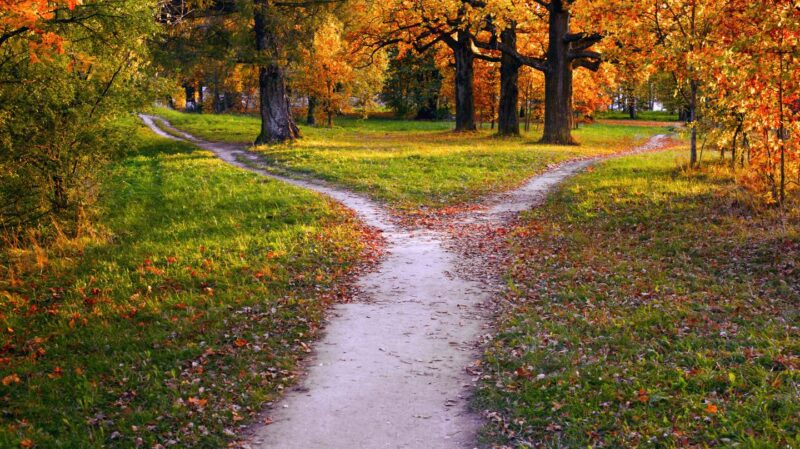 A forked path through the forest