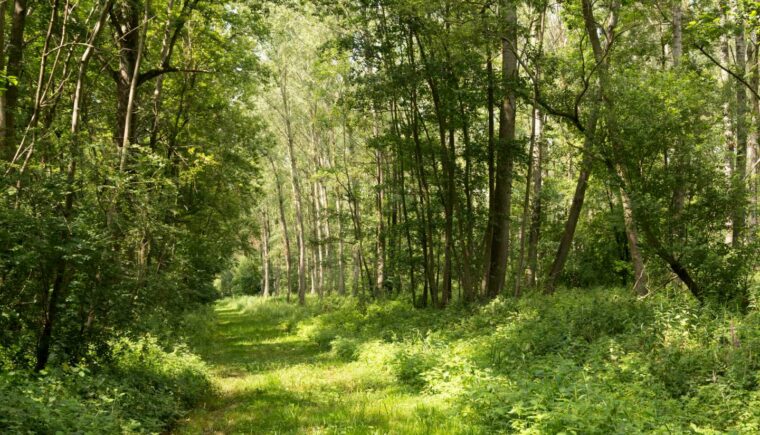 Path through a green forest